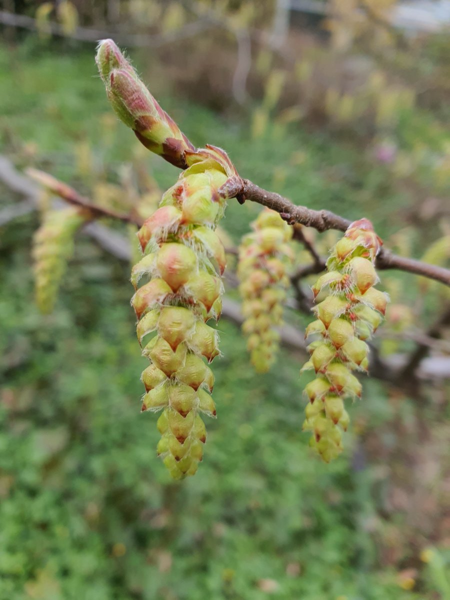 Hagebutte wilde Rosenfrucht