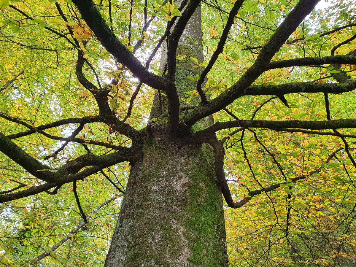 Buche Herbststimmung