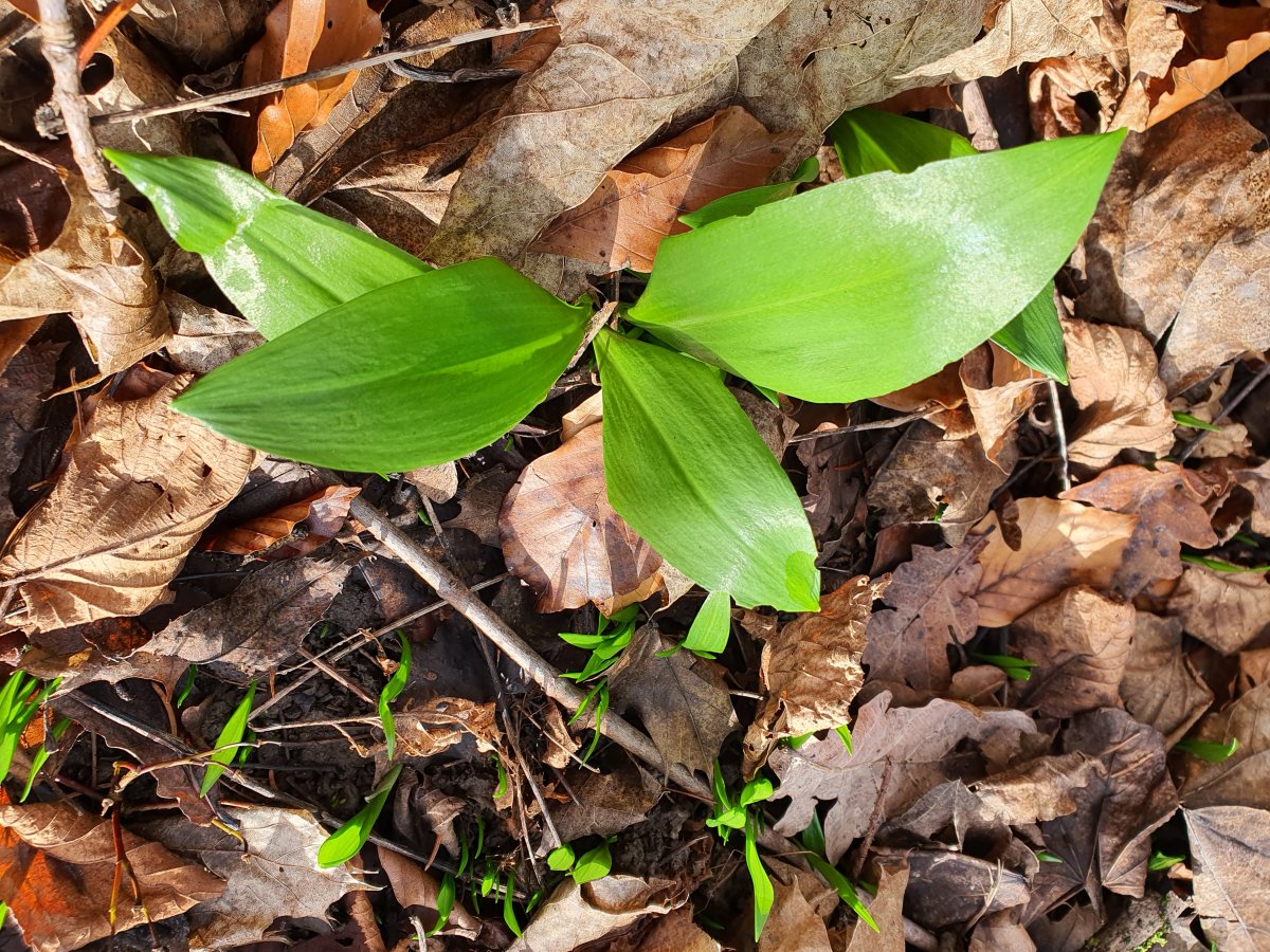 magisch anzusehen Waldzauber