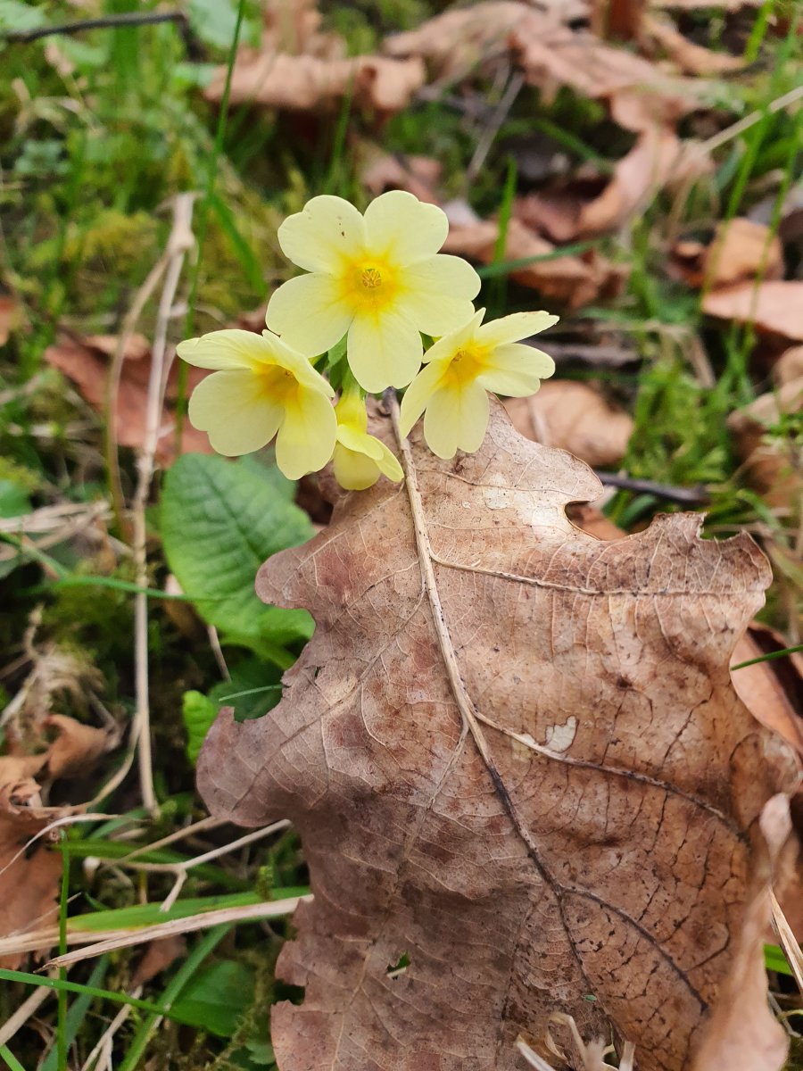 magisch schön Naturwesen