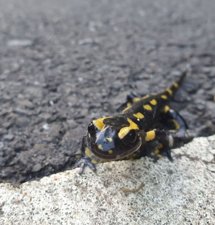 Beeren und Nüsse Herbstallerei