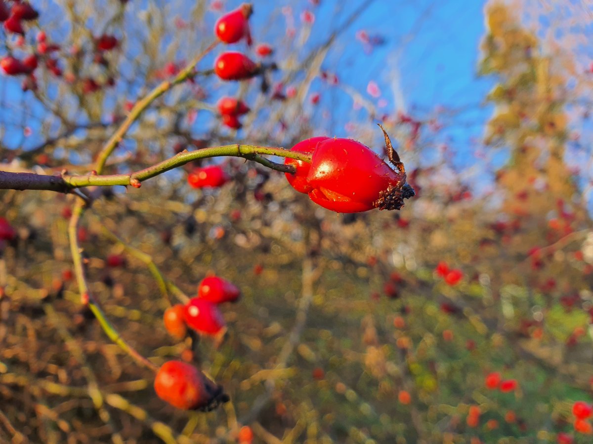 Hagebutte wilde Rosenfrucht