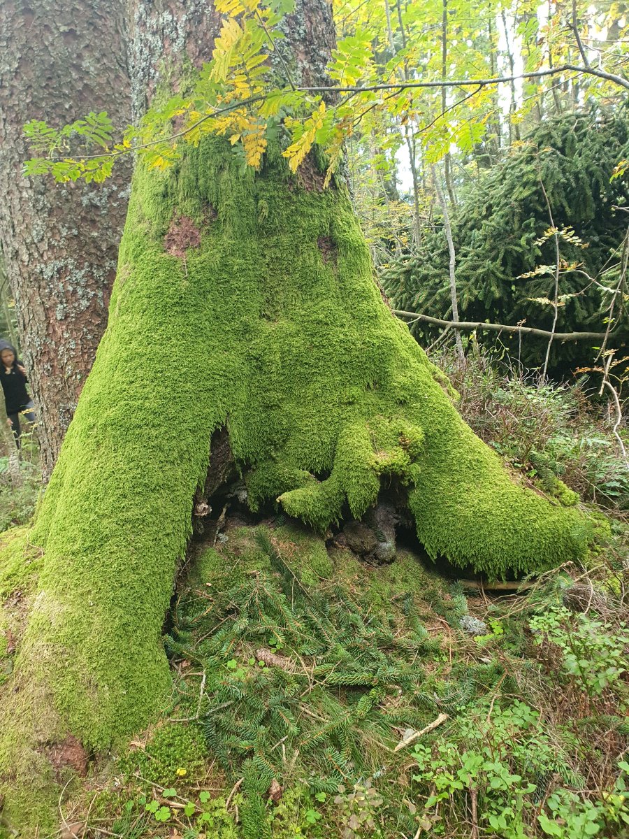 magisch schön Naturwesen