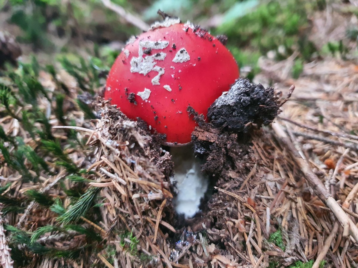 Magie pur Fliegenpilz