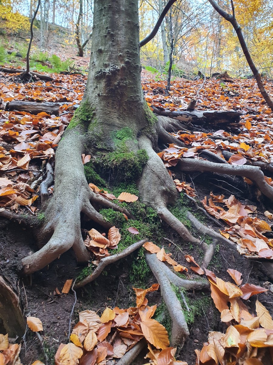 magisch anzusehen Waldzauber