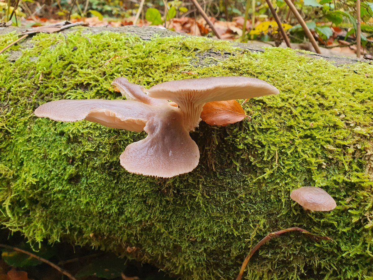 Beeren und Nüsse Herbstallerei