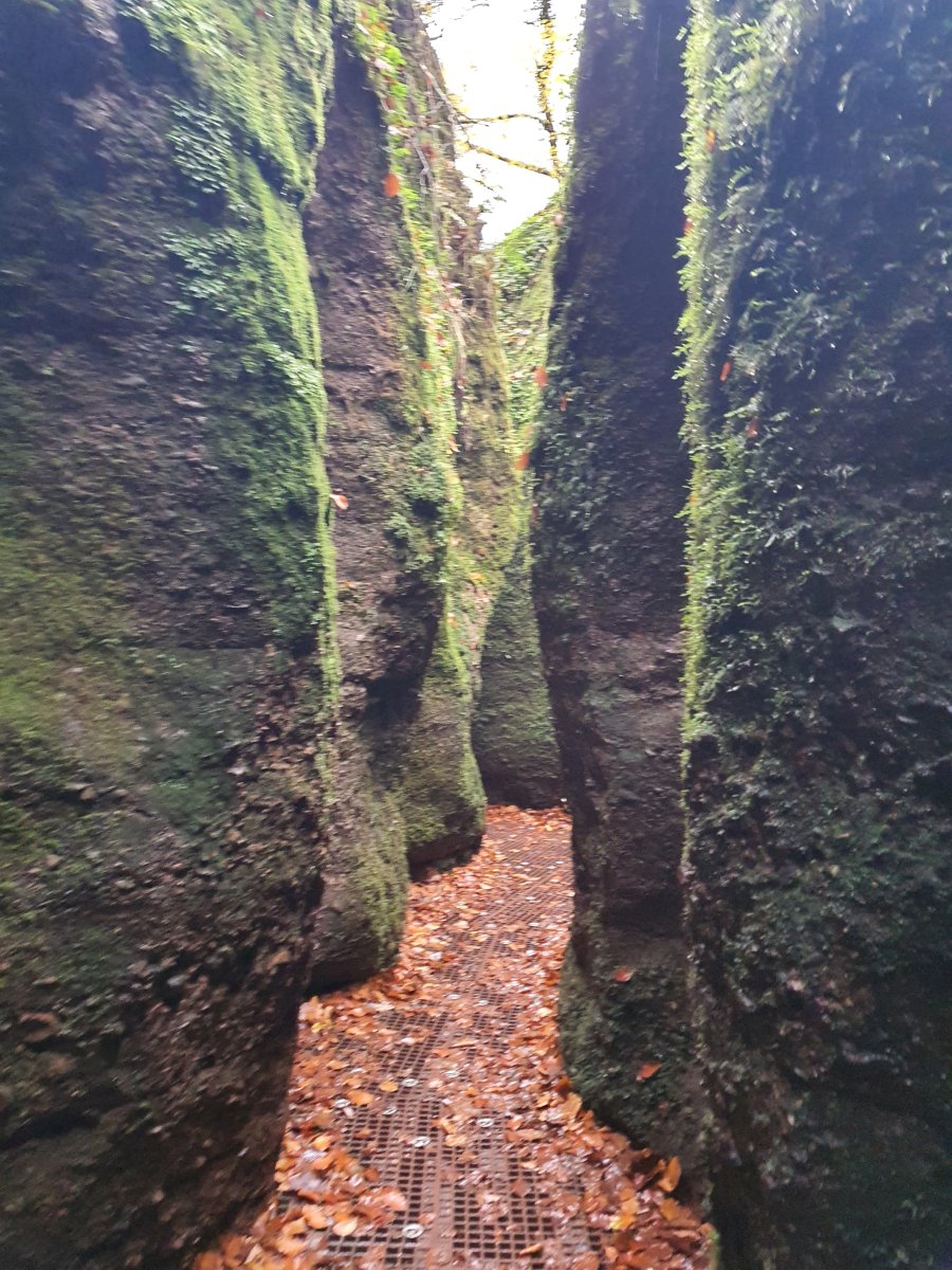 Tanacetum parthenium Mutterkraut