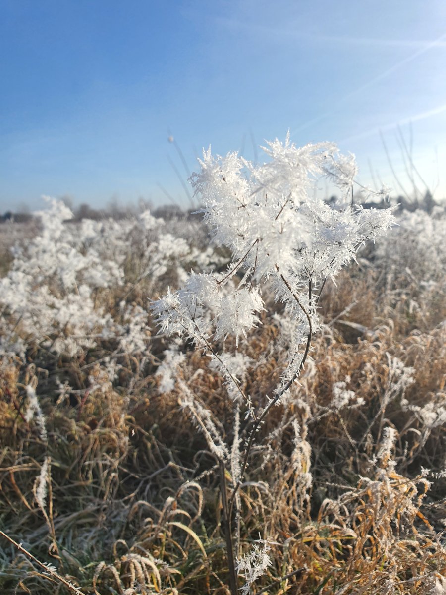 Beeren und Nüsse Herbstallerei