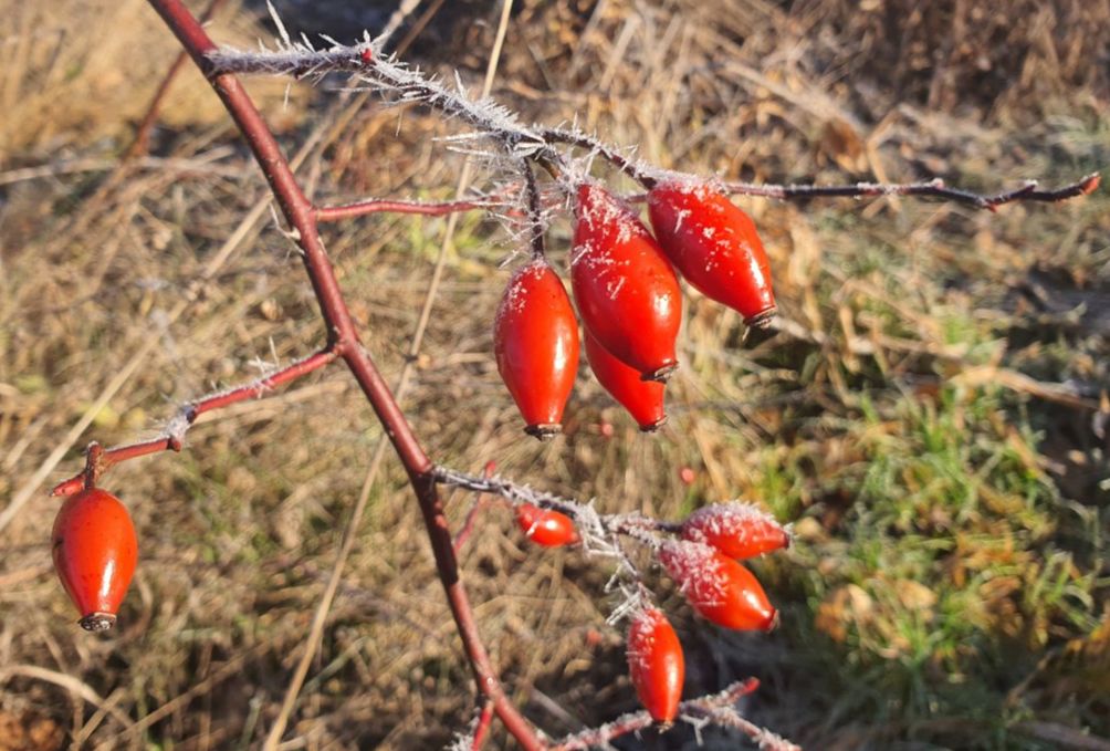 Hagebutte wilde Rosenfrucht