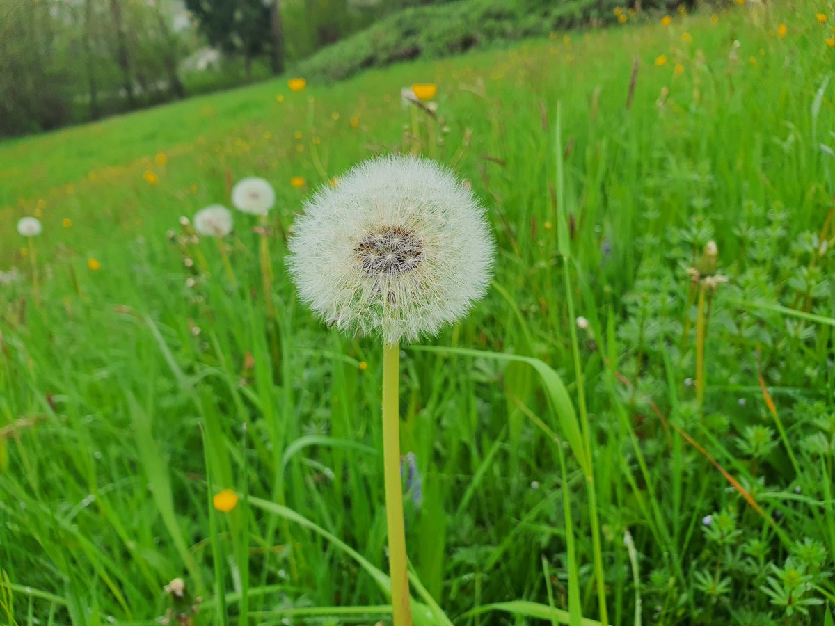 magisch anzusehen Waldzauber