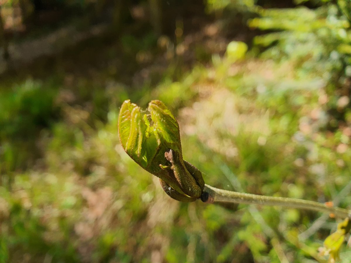 Knospen Vogelbeere
