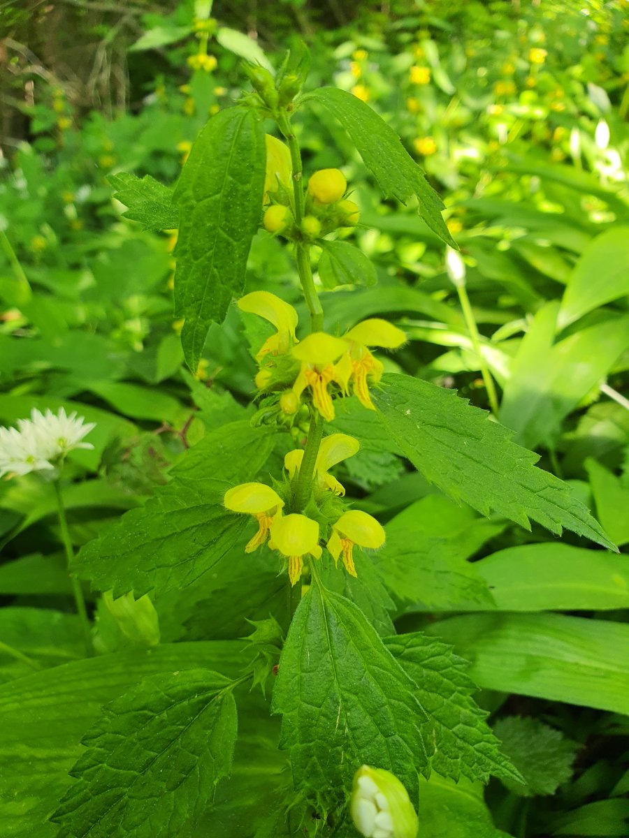 zauberhaft Goldnessel