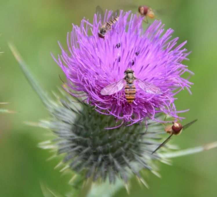 mit Insekten Distel
