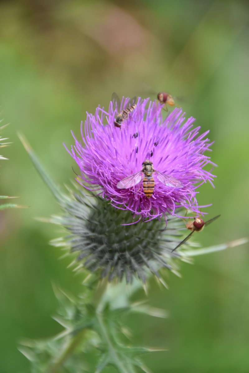 feiner Honigduft Distelblüte