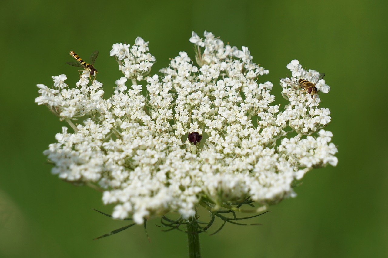 Daucus carota wilde Möhre