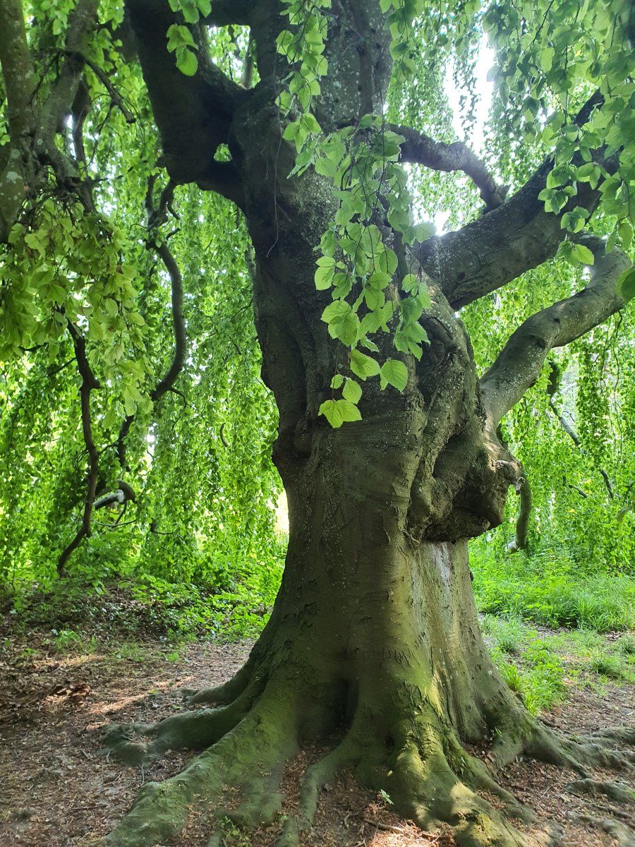 Hänge-Buche kraftvolles Baumwesen
