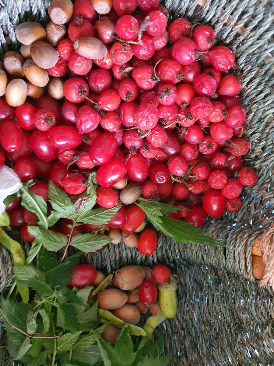 im Herbst sammeln heimische Beeren